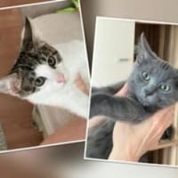 Toffee & Bommel, Kater zur Adoption