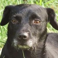 Goldschatz MONA, Hündin zur Adoption