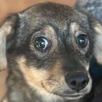 HEIDI-bezaubernde Jung-Hündin,32cm(w), Hündin zur Adoption