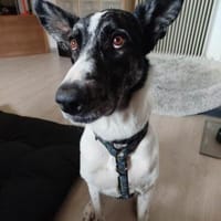 Floky seine Vermittlung ist dringend, Hund zur Adoption