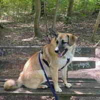 Bruno, der Trickkünstler, Hund zur Adoption