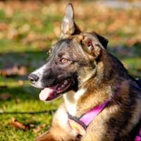 Unser Sternchen ist Sterretje, Hündin zur Adoption