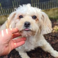 Chips - ein kleiner,lustiger Wirbelwind, Hund zur Adoption