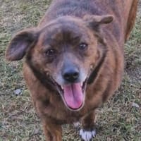 Zauberhafte HOLLY, Hündin zur Adoption