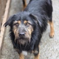 Gepeto - freundlicher Rüde sucht Zuhause, Hund zur Adoption