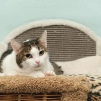 Mavis, Katze zur Adoption