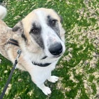 Hündin Svea sucht ein Für-Immer-Zuhause, Hündin zur Adoption