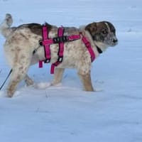 Littlefoot will hoch hinaus, Hund zur Adoption