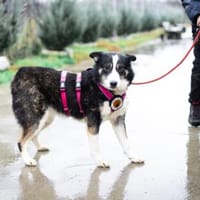 zaghafte Thali sucht geduldige Menschen, Hündin zur Adoption