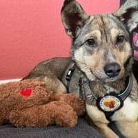 Wer schenkt Josephine sein Herz?, Hündin zur Adoption