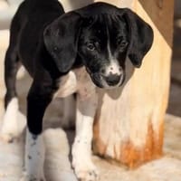 Kirki einfach bezaubernd, Hündin zur Adoption