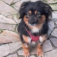 Dolores kleine hübsche Hündin, Hündin zur Adoption