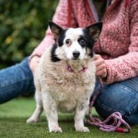 Unna, Hündin zur Adoption