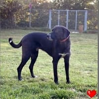 Diago, noch schüchtern, Hund zur Adoption