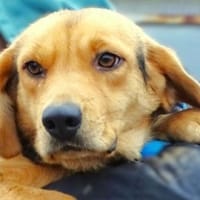 Zuckersüße NICKY, Hündin zur Adoption