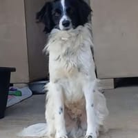 Schüchterner Henry, Hund zur Adoption