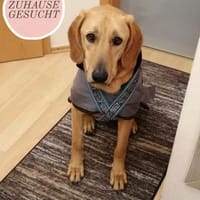 Lieber Lui such sein Forever Home, Hund zur Adoption