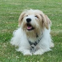 Theo von kettenlos, Hund zur Adoption