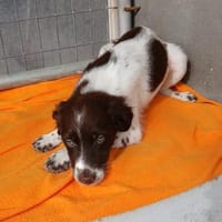 Moly wünscht sich eine Familie, Hündin zur Adoption