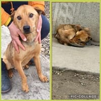 Charmanter Neo will nur Liebe, Hund zur Adoption