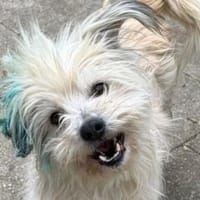 YUMI-zuckersüßer  Wuschel-Rüde, 35 cm, Hund zur Adoption