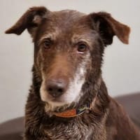 BENKO sucht kuscheliges Zuhause, Hund zur Adoption