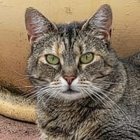 REDNECK sucht ein ruhiges Zuhause, Katze zur Adoption