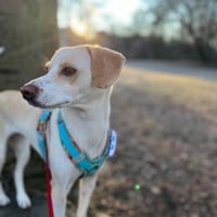 Luna, sportlich und verspielt, Hündin zur Adoption