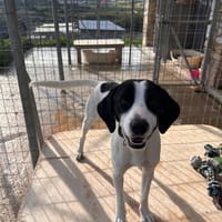 Bodhi - ausgesetzt kurz vor Weihnachten, Hund zur Adoption