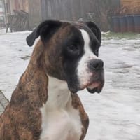 Günther - stattlicher, aktiver Boxerrüde, Hund zur Adoption