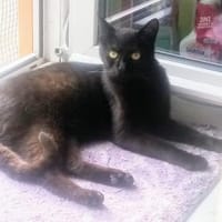 ODIN sucht eine Familie, Kater zur Adoption