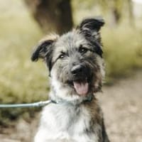 Zuhause gesucht für Dobby, Hund zur Adoption