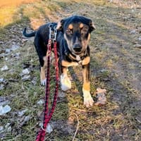 Hübscher Welpe Yoru 5 M. sucht Zuhause, Hund zur Adoption