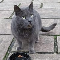 BLUE sucht sein Zuhause, Kater zur Adoption