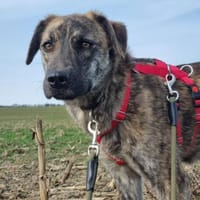 Aglaranna, Hündin zur Adoption