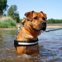 Tyson, su. Paten, Hund zur Adoption