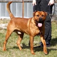 Tyson, su. Paten, Hund zur Adoption