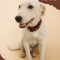 Edo  aufgeschlossen und neugierig, Hund zur Adoption