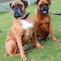 Liebes Boxerpärchen sucht Rentnerplatz, Hund zur Adoption