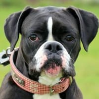 Süsses Boxermädchen Harley, Hündin zur Adoption