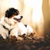 Molly - sanft und besonders, Hündin zur Adoption