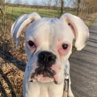 Süsser Boxerjunge will durchstarten, Hund zur Adoption