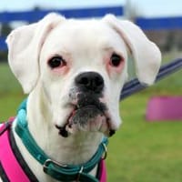 zuckersüsse Boxerhündin Lady, Hündin zur Adoption