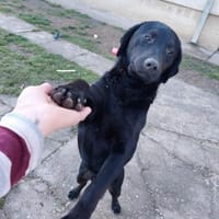 SANTOS - geb. ca. 02/2022 - ca.40cm/12kg, Hund zur Adoption