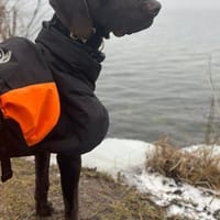 Keks, Hund zur Adoption