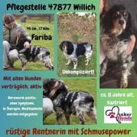 💕Fariba💕 sucht ihre Menschen💕, Hündin zur Adoption