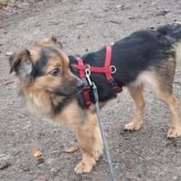 Findus ❤ wartet in 29614 Soltau, Hund zur Adoption