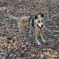 💙Sammy💙 sucht seine Menschen🐾💙, Hund zur Adoption