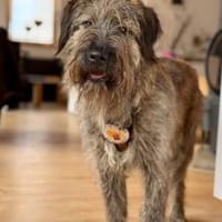 Liebenswerter Zottel Mushu sucht Zuhause, Hund zur Adoption