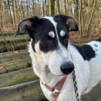 Aury, 12/2024, 33142 Büren-Wewelsburg, Hündin zur Adoption